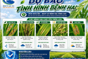 DỰ BÁO TÌNH HÌNH BỆNH HẠI TRONG MÙA MƯA ẨM 
