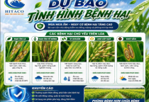 DỰ BÁO TÌNH HÌNH BỆNH HẠI TRONG MÙA MƯA ẨM 
