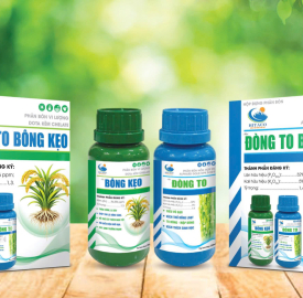 CẶP ĐÔI ĐÒNG TO BÔNG KẸO