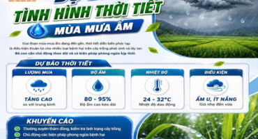 DỰ BÁO MÙA MƯA ẨM – CHỦ ĐỘNG PHÒNG BỆNH, GIỮ VỮNG NĂNG SUẤT!