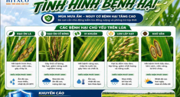 DỰ BÁO TÌNH HÌNH BỆNH HẠI TRONG MÙA MƯA ẨM 