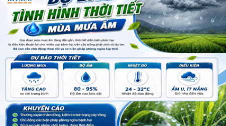 DỰ BÁO MÙA MƯA ẨM – CHỦ ĐỘNG PHÒNG BỆNH, GIỮ VỮNG NĂNG SUẤT!