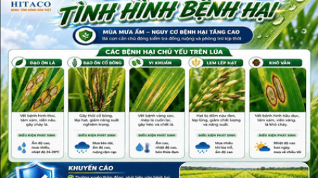 DỰ BÁO TÌNH HÌNH BỆNH HẠI TRONG MÙA MƯA ẨM 